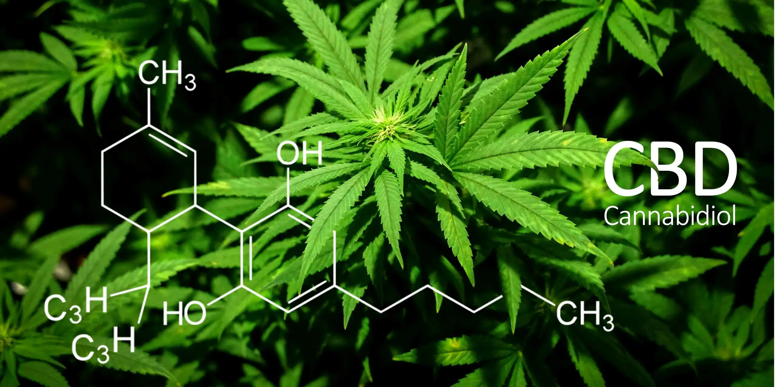 Cannabidiol Formel.