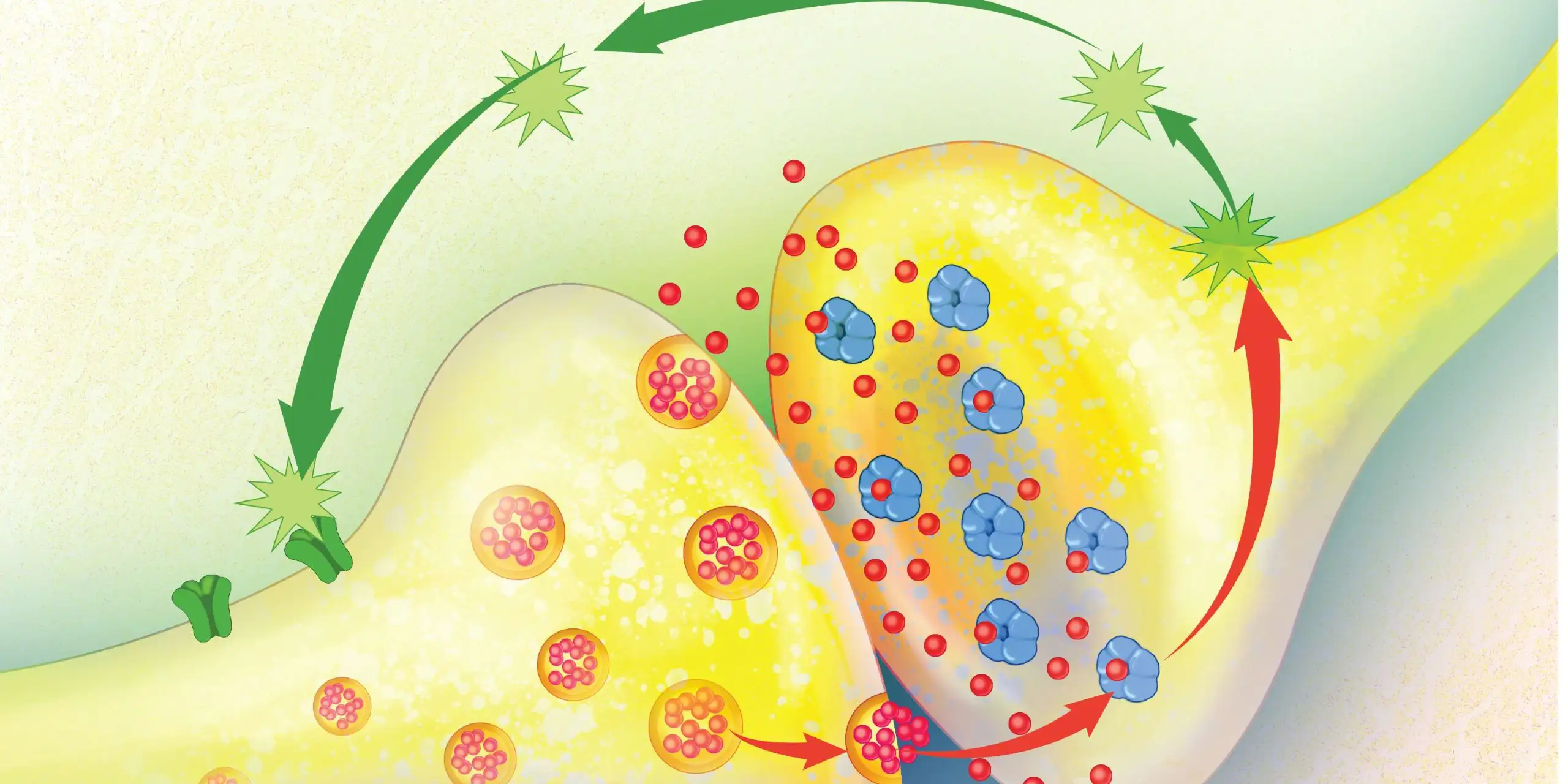 Endocannabinoidsystem.